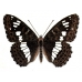 White Admiral camilla FIVE LARVAE - SPECIAL PRICE!